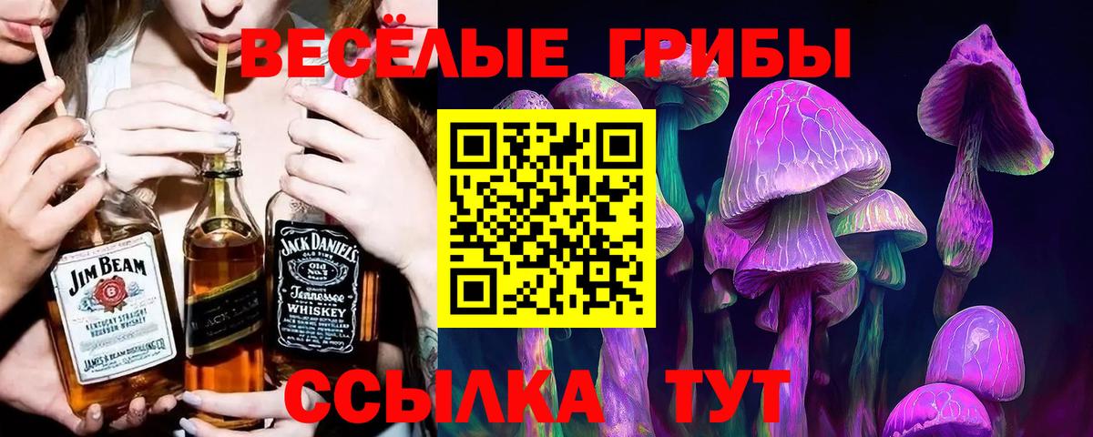как найти закладки  Вход с VPN  Гатчина  Псилоцибиновые грибы Psilocybe  Псилоцибиновые грибы мухоморы 